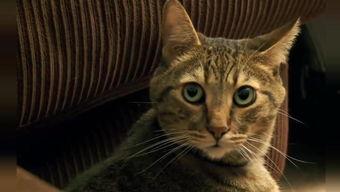 猫咪娱乐2在线视频,欢乐时光，萌宠互动大放送