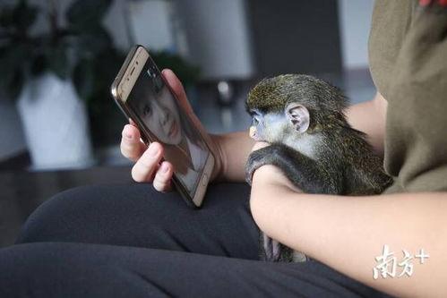 小猴在线视频,趣味互动，寓教于乐的儿童成长伴侣