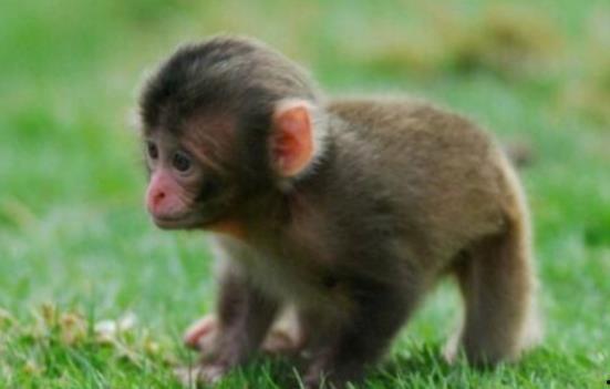 小猴在线视频,趣味互动，寓教于乐的儿童成长伴侣