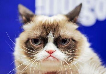 红猫资源在线视频