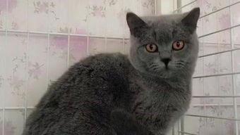 红猫资源在线视频