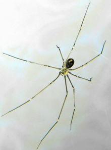 小蜘蛛在线视频,揭秘网络世界的蛛丝马迹