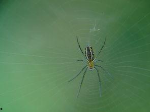 小蜘蛛在线视频,揭秘网络世界的蛛丝马迹