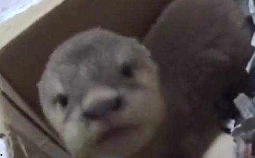 超级碰在线视频偷拍