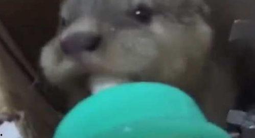 超级碰在线视频偷拍