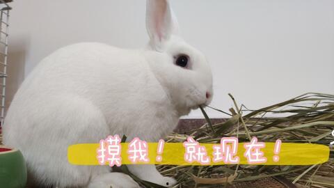 玉趴兔在线视频,趣味互动，畅游欢乐时光