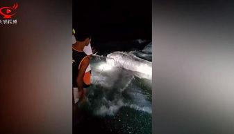 受虐狂在线视频,在线视频中的扭曲诱惑