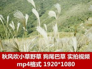 野草在线视频资源