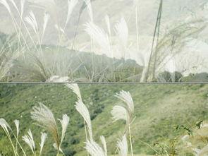 野草在线视频资源