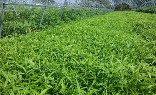 野草在线视频资源